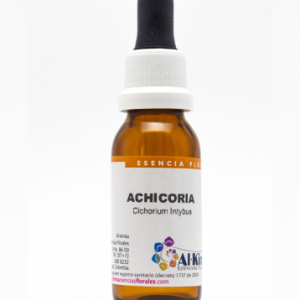 ACHICORIA- CHICORY. Cichorium intybus